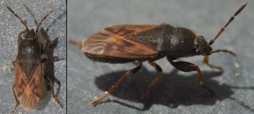 Megalonotus sabulicola